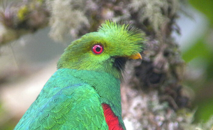 Manu Birding Birds Peru