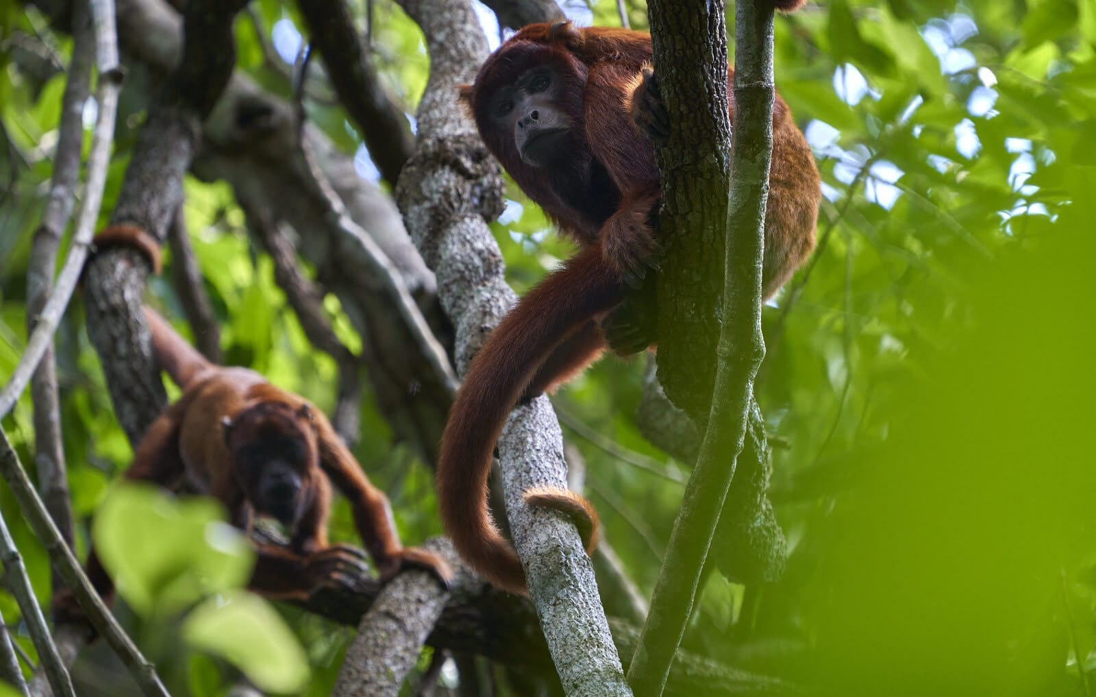 Manu Jungle Expeditions 5 days, Discover Amazon Wildlife | Birding ...