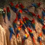Birding Tambopata Amazon Birds