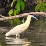 BIrding Tambopata Birds amazon
