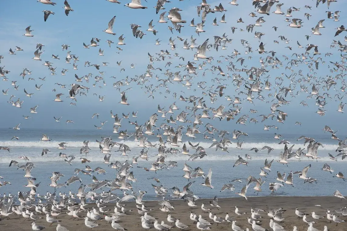 the sea and birds