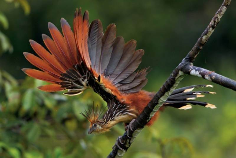 Birding Peru