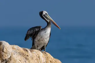Birding Lima