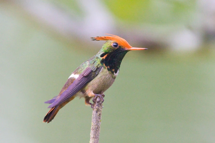 birding in peru