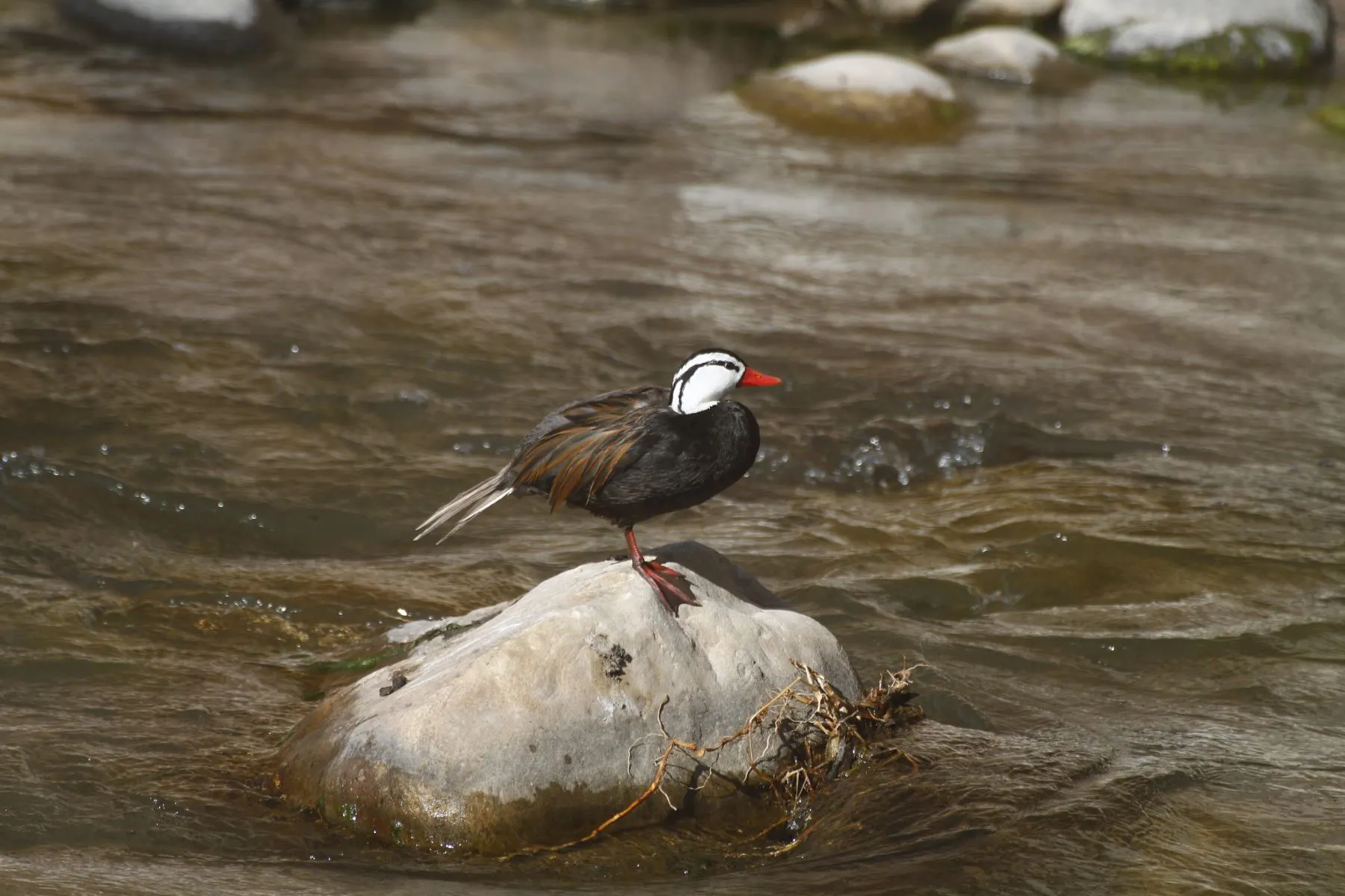Birding Peru Birdwatching Tours