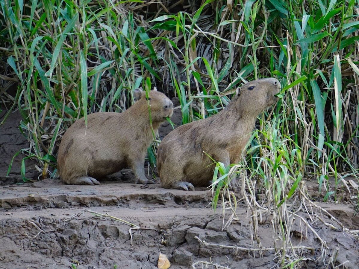 Capybaras Manu National Park tour