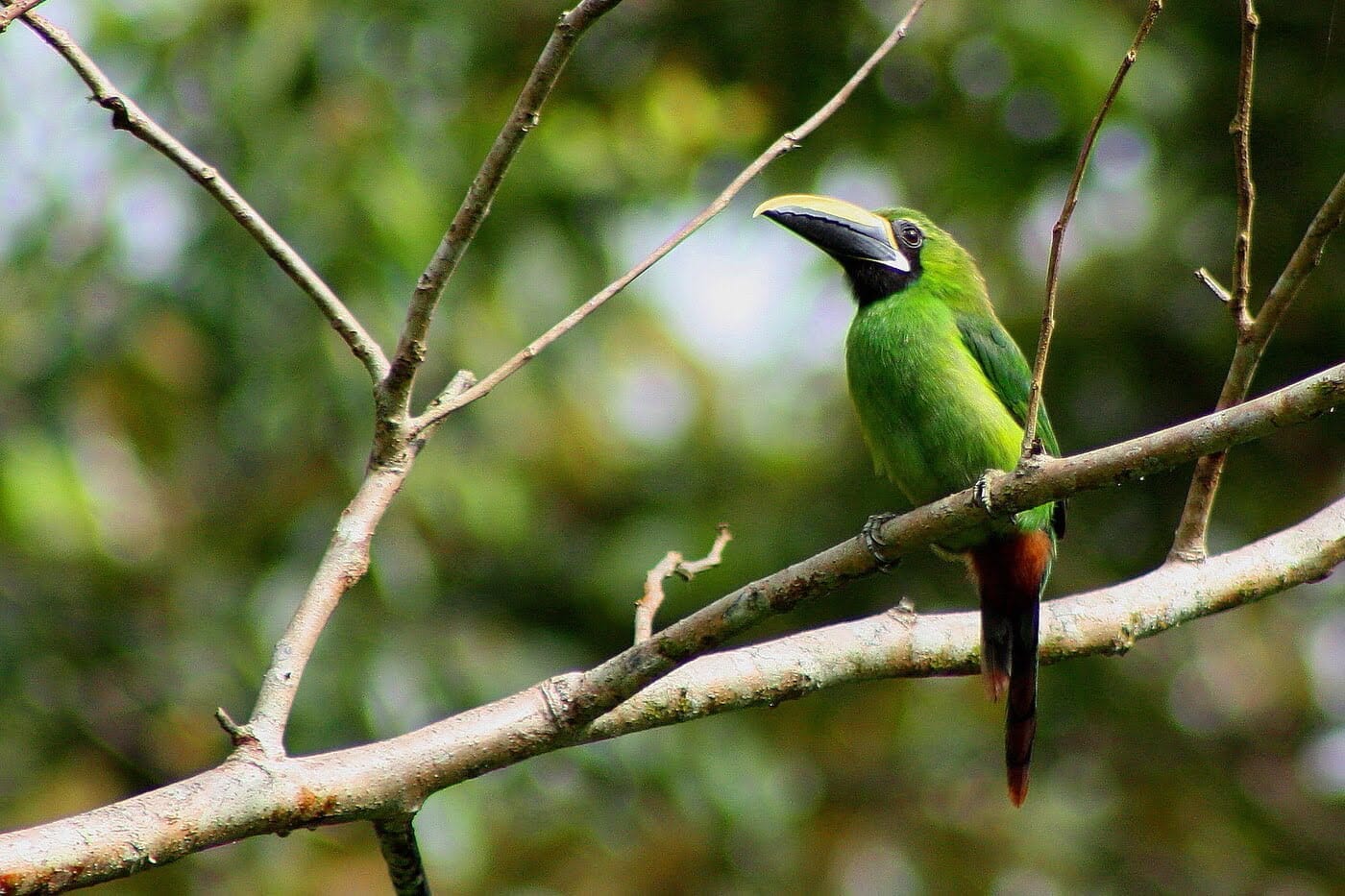 toucan