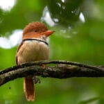 BirdingTambopata Birds amazon