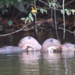 Tambopata Birding Psittaciformes Tour