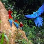 Birding Tambopata Macaws Tour