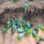 Tambopata Birding Psittaciformes Tour
