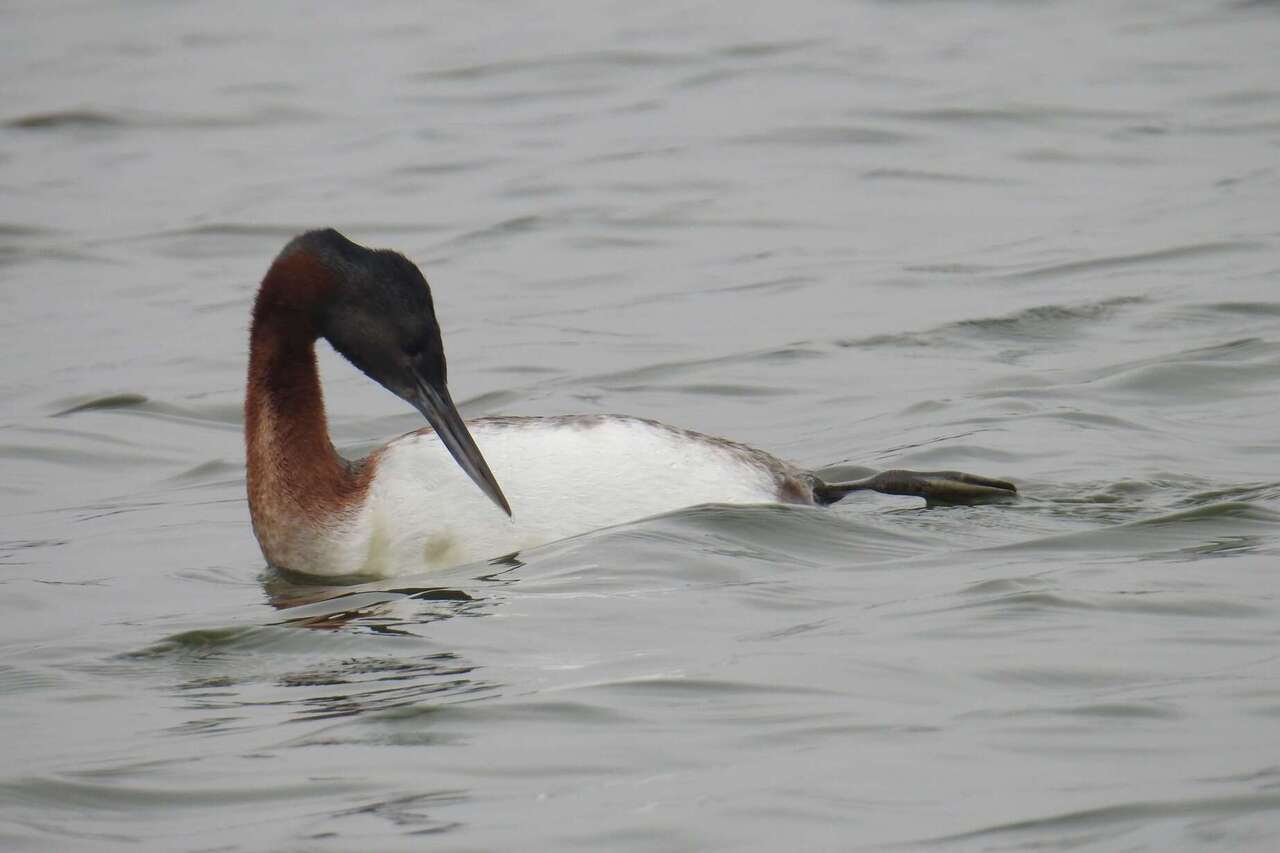 Birding Lima birds Tour