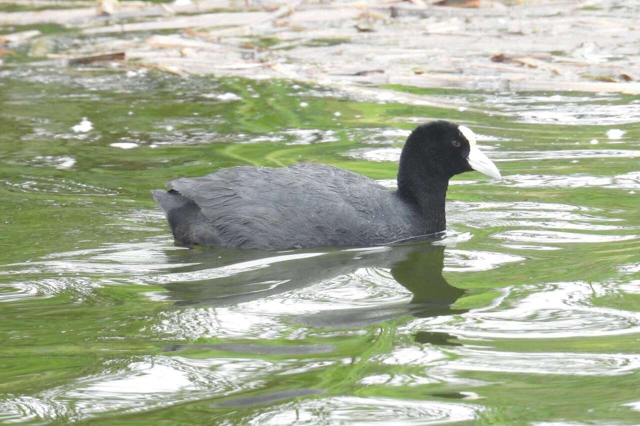 Birding Lima birds Tour