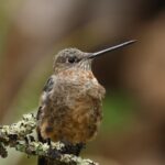 Birdwatching Cusco Machupicchu Birds