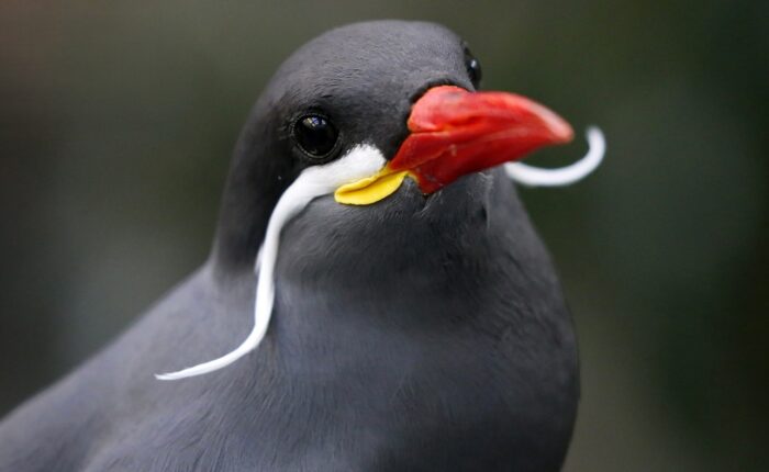 birding lima one day