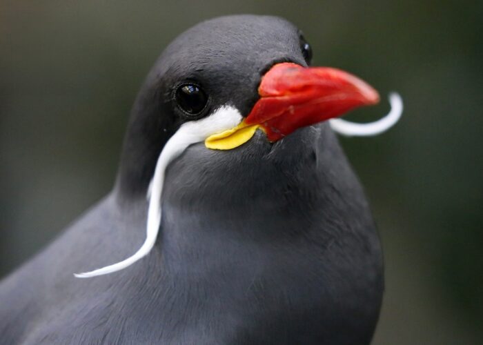 birding lima one day