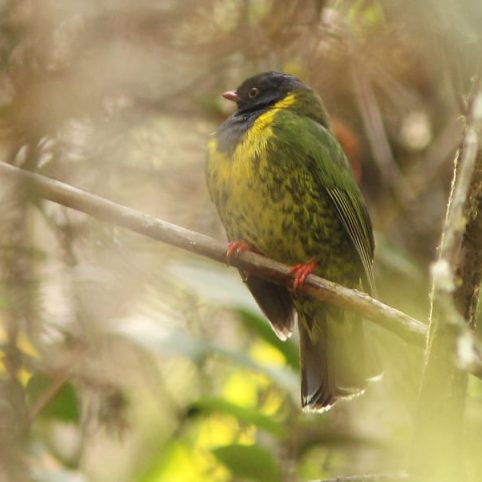 Manu Cloud Forest Birding