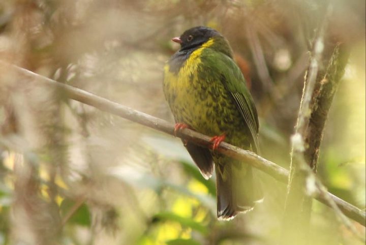 Manu Cloud Forest Birding