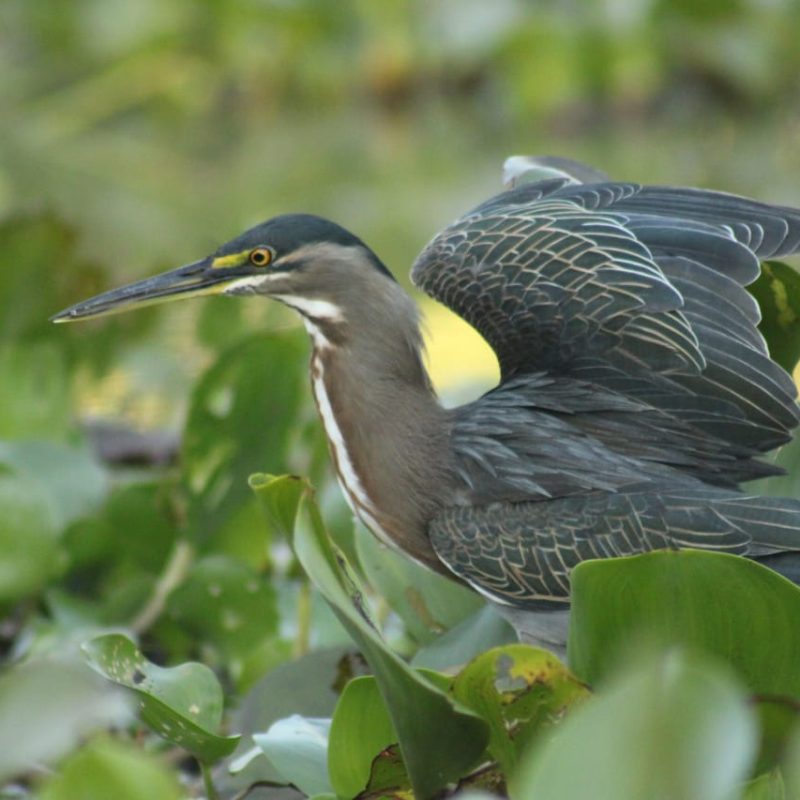 Birding Tambopata Amazon Birds