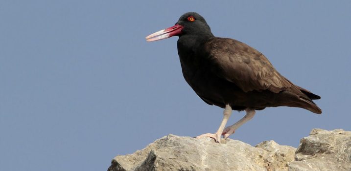 Birding Lima birds tour