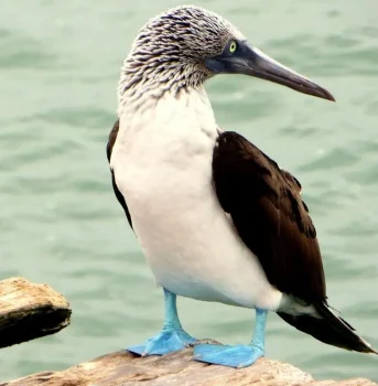 Blue-footed Booby (Sula nebouxii)