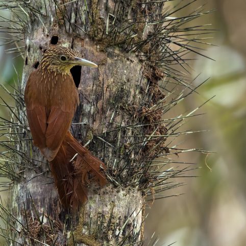 birdwartching manu birding tour