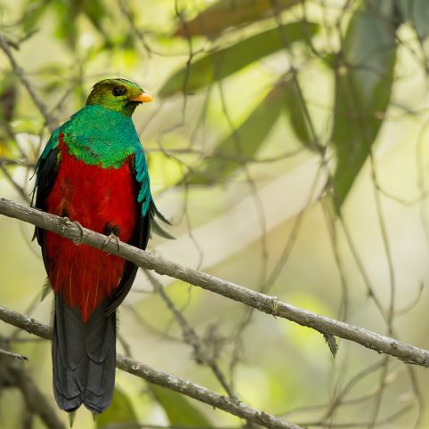 birdwartching manu birding tour