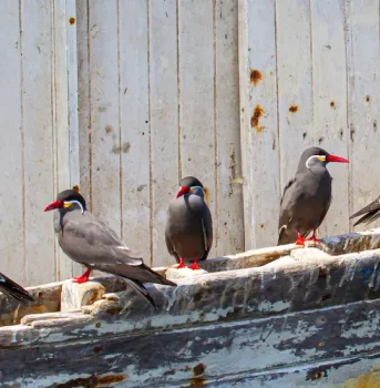 Birding Lima birds Tour