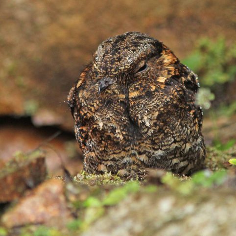 birdwartching manu birding tour