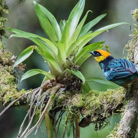Manu Cloud Forest Birding