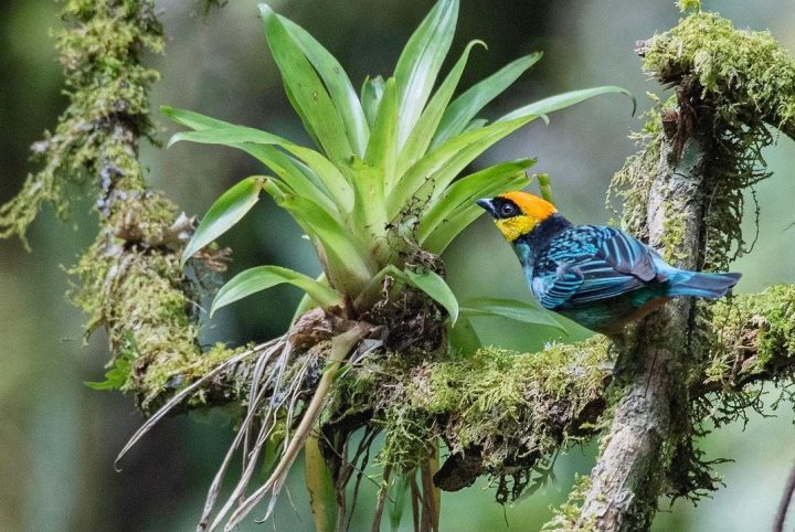 Manu Cloud Forest Birding