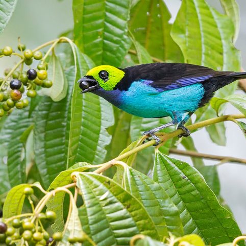 birdwartching manu birding tour