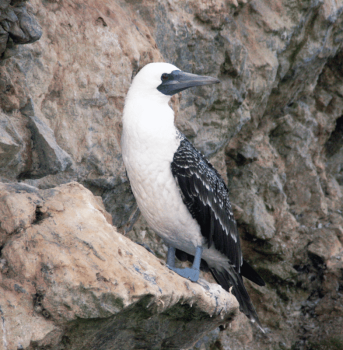 Birding in Lima Tour
