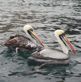 Birding Lima birds Tour