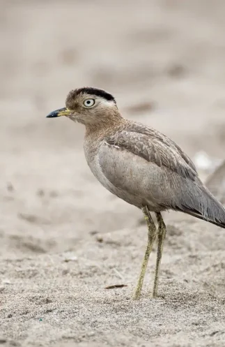 Best Peru Birding Companies