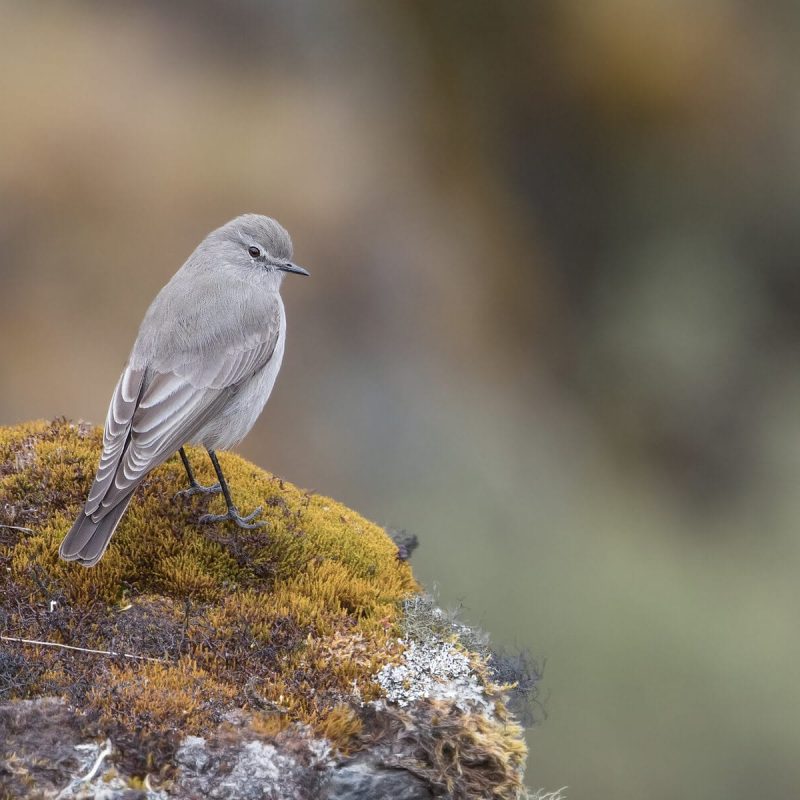 Birding Cusco Malaga Pass