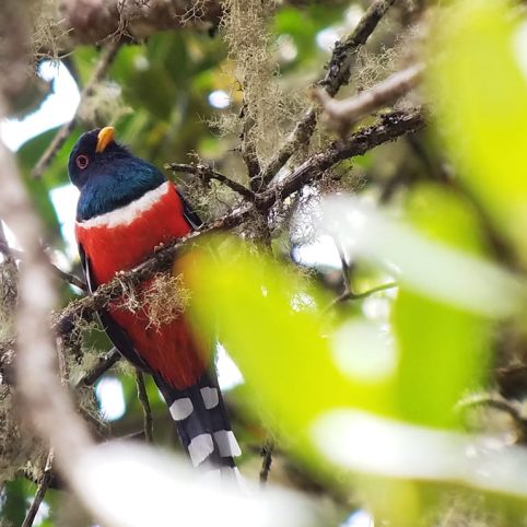Manu Cloud Forest Birding