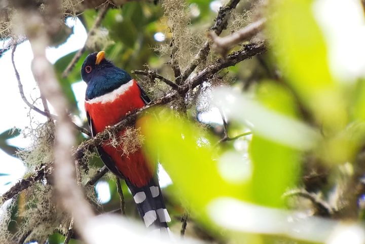 Manu Cloud Forest Birding