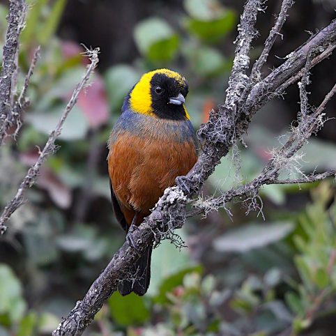 birdwartching manu birding tour