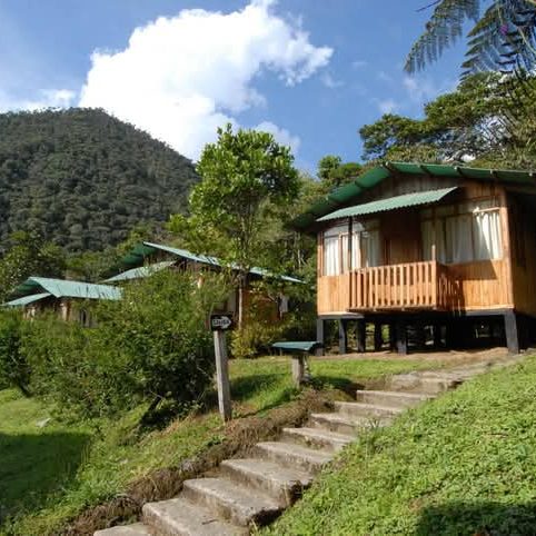 Manu Cloud Forest Birding