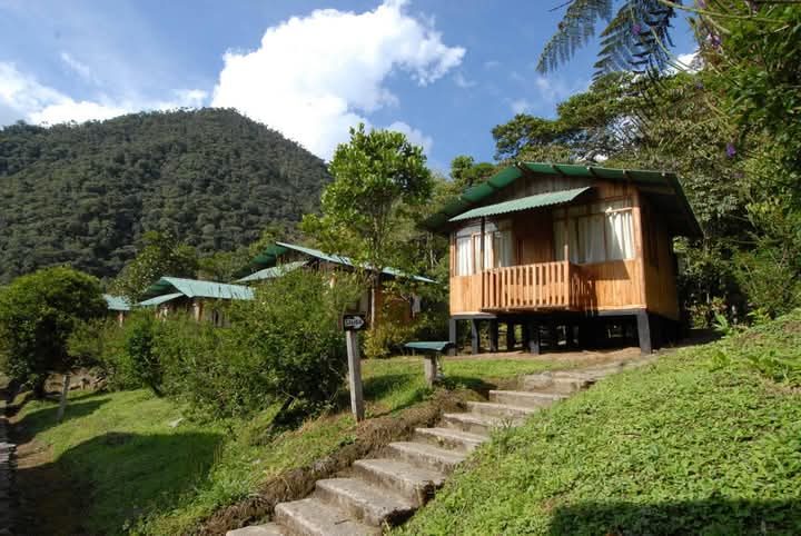 Manu Cloud Forest Birding