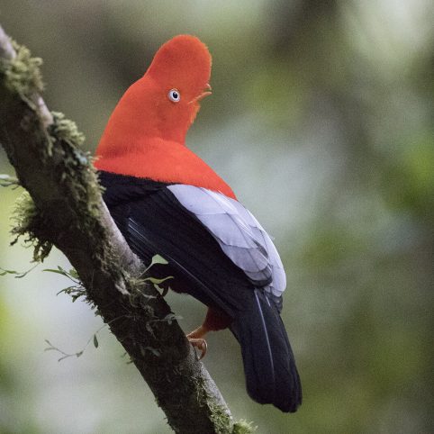 birdwartching manu birding tour
